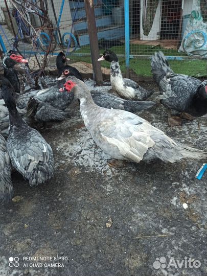 Мускусные утки тяжелые линии