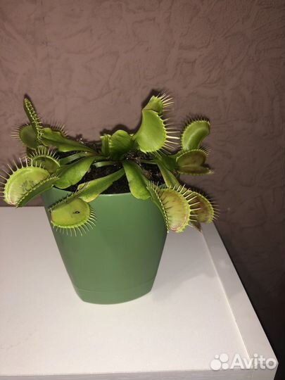 Венерина мухоловка цветок