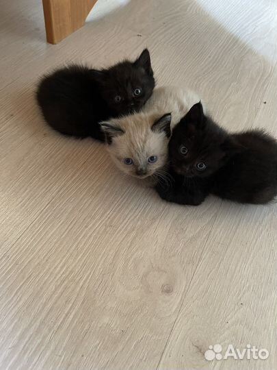 Котята в добрые руки