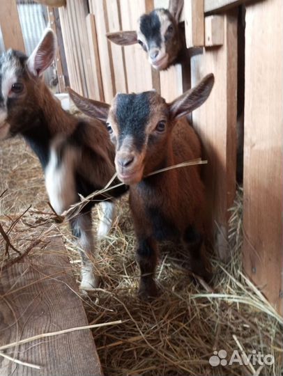 Камерунские козы, козлята