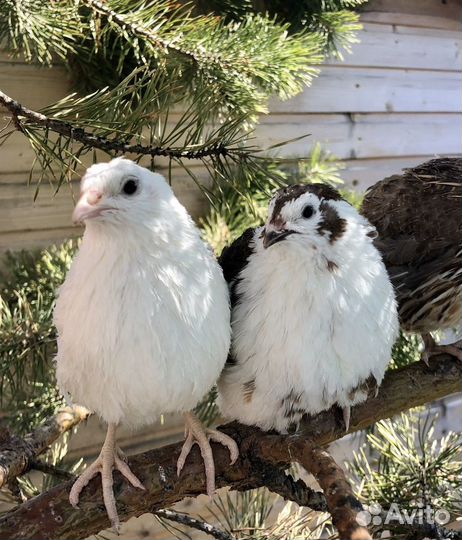 Перепелиные яйца