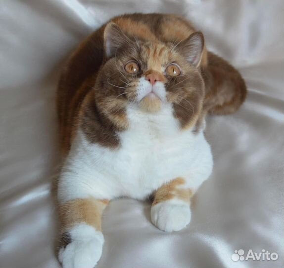 Британская кошка