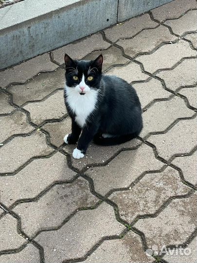 Кошка в дар бесплатно