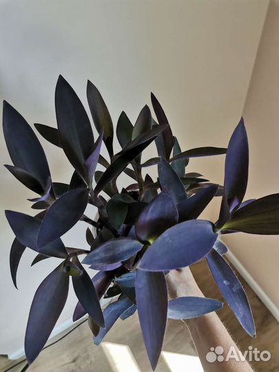 Сет из 3 комнатных цветов для южного окна