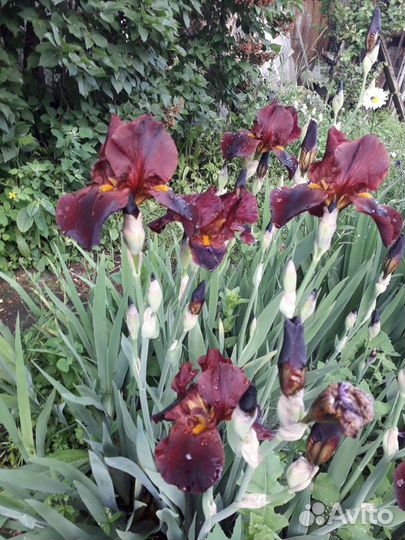 Ирисы бородатые сортовые высокие