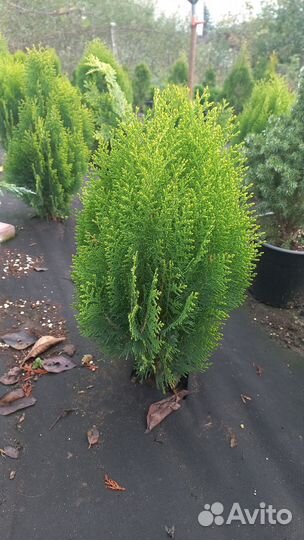 Туя ауреа нана