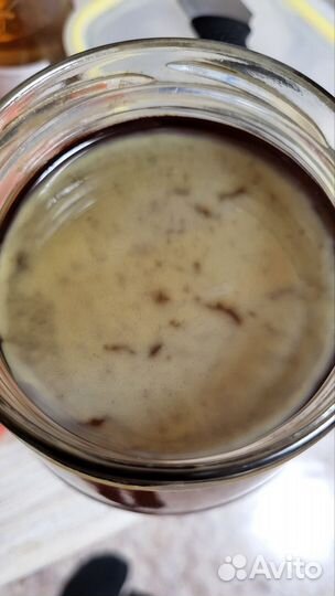 Чайный гриб комбуча