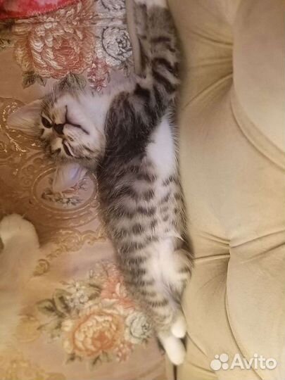 Котятки от породистых родителей)