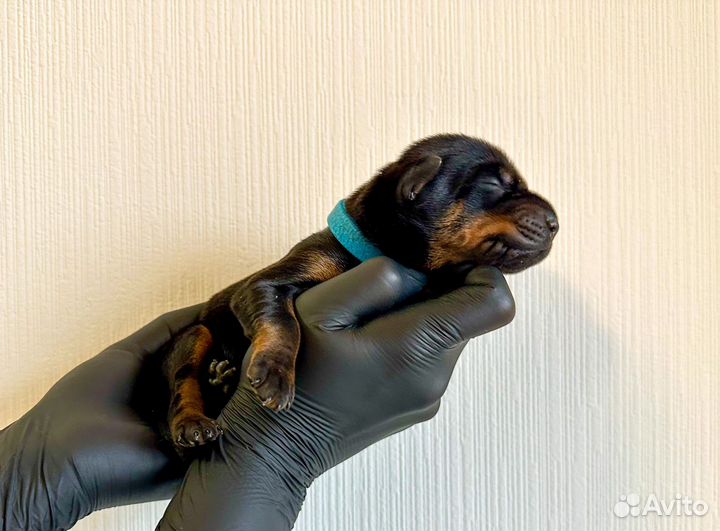 Доберман щенки