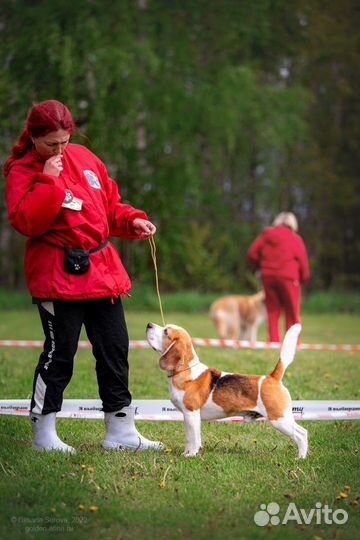 Бигль вязка