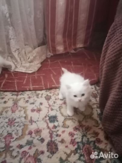 Продам белых пушистых котят