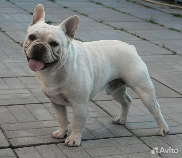 Бомбический мальчик француз