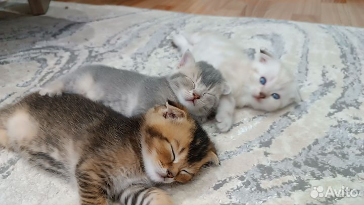 Шотландские вислоухие шиншиллы