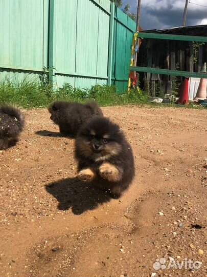 Щенки шпица