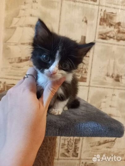 Котенок мальчик