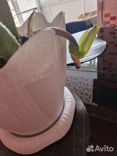 Замиокулькас вариегатный