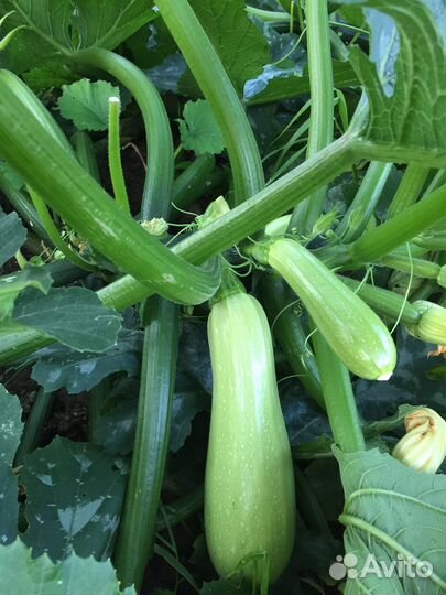 Фермерская петрушка, сельдерей, мята, кабачки