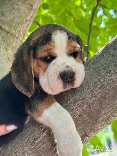 Щенки бигль