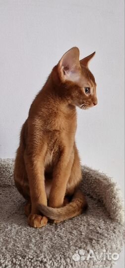 Абисинский котенок