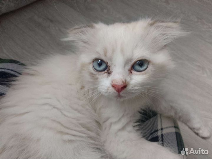 Отдам бесплатно в хорошие руки