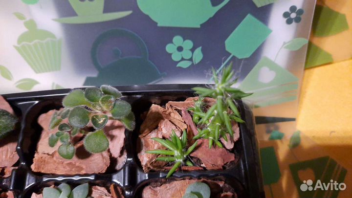 Миниатюрный сад пустыни суккуленты