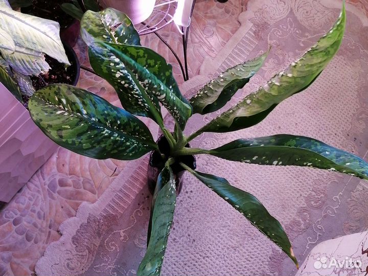 Диффенбахия Шкура Дракона