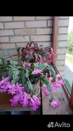 Декабрист шлюмбергера