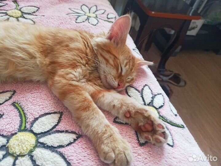 Рыжий котенок мальчик