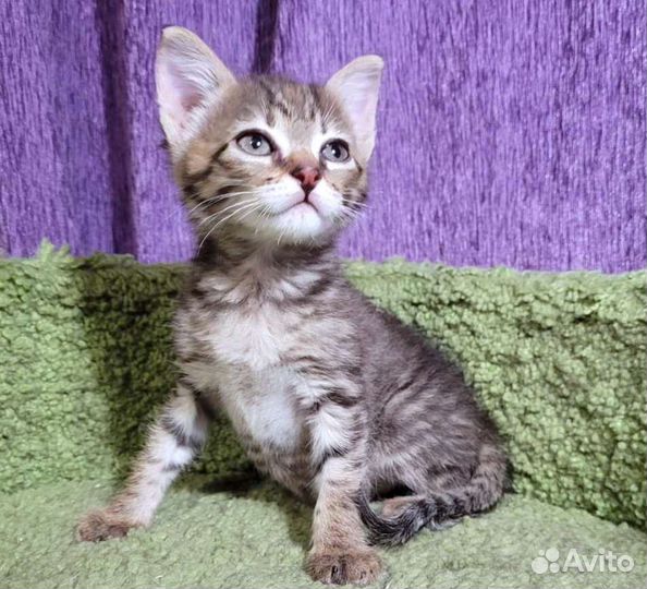 Котенок 1.5 месяца