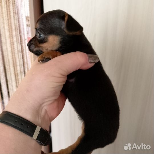 Той-терьер щенки