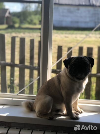 Мопс вязка мальчик