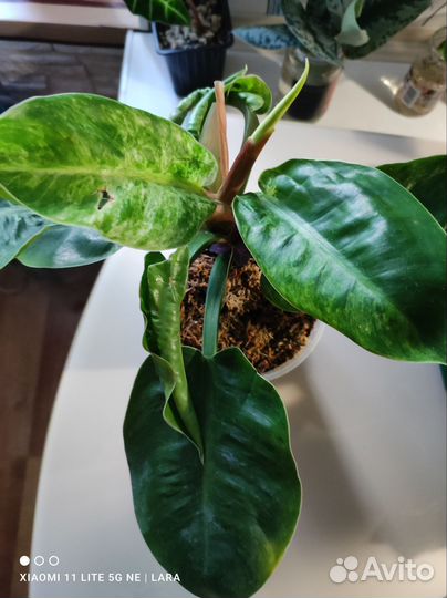 Коллекционный филодендрон, пеперомии, ктенанта