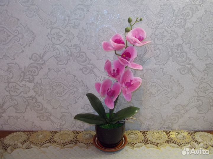 Комнатные растения