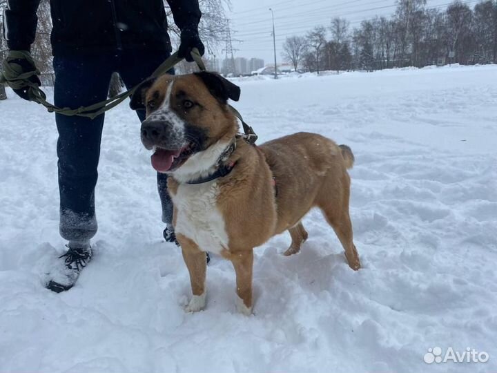 Собаки бесплатно