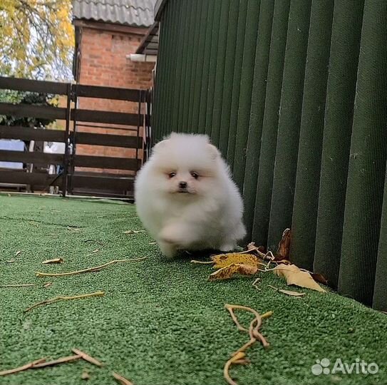 Померанский шпиц девочка мишка