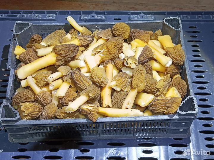 Грибы сморчки