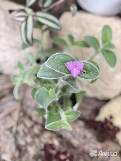 Традесканция силламонтана