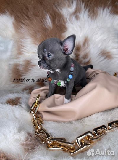 Эксклюзив Micro Принцесса