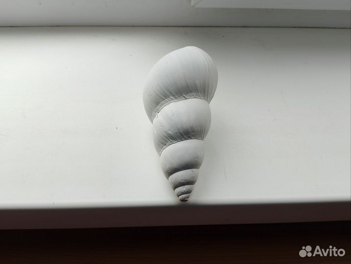 Ракушка морская