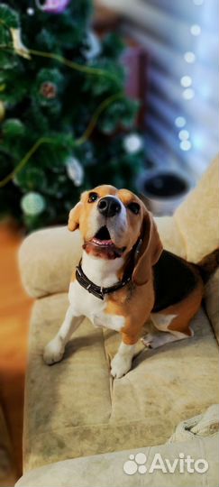 Передержка домашних животных