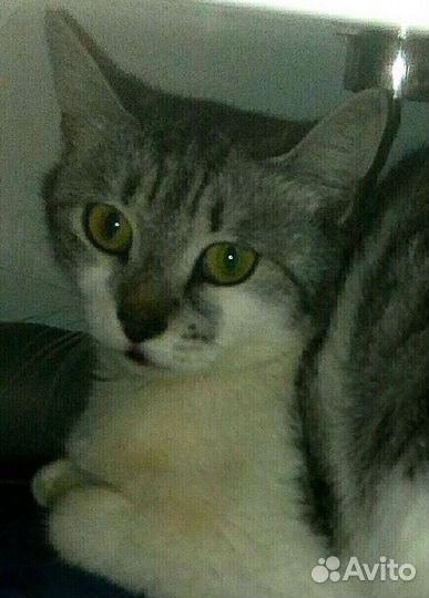 Красавица Ляля в дар