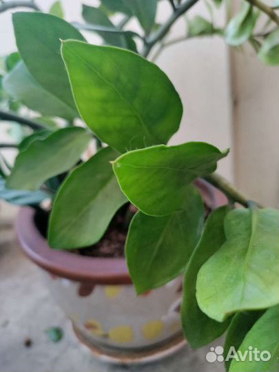 Замиокулькас