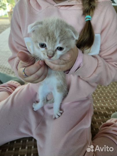 Британские котята