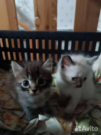 Котята невская маскарадная