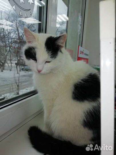 Кошка стерилизованная
