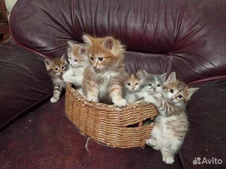 Курильчата -рысята