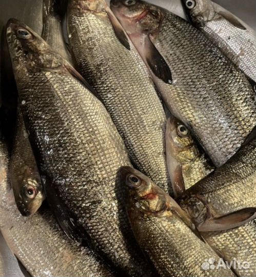 Сиг Щука, Хариус- рыба свежая