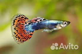 Рыбы гуппи гупешки
