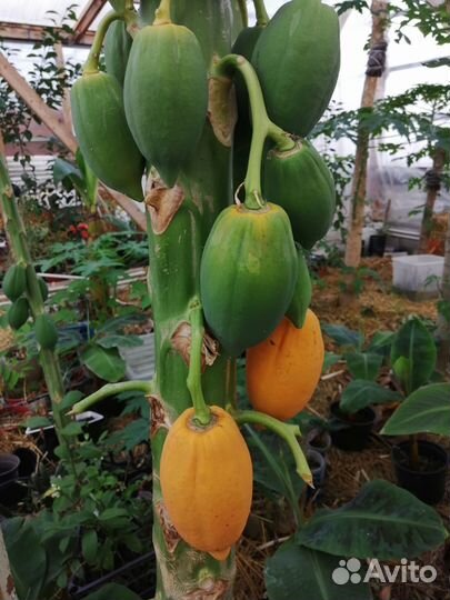 Папайя семена и растения и с плодами