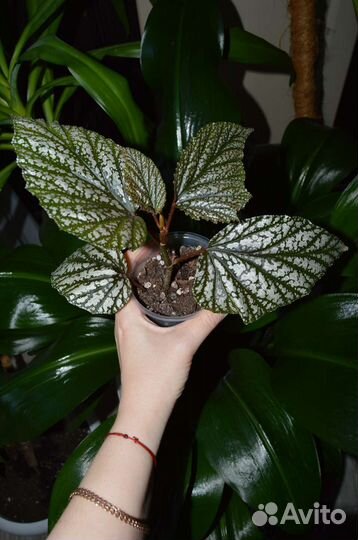 Бегония чёрная Мамба, серебристо-крапчатая